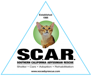 Adopt Abyssinian Rescue Cats: Cuddly & Rare House Pet Guide