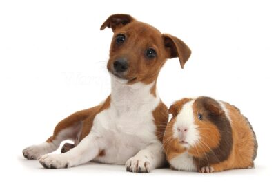 Can Jack Russells Terriers Live & Along with Guinea Pigs: Engaging Your Jack & Cavy with Toys