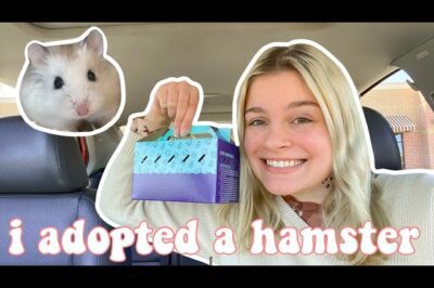 Roborovski Dwarf Hamster Care & Adoption: Costs & Handling Tips