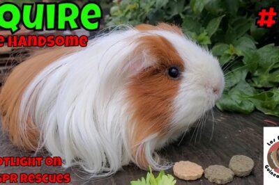 Coronet Guinea Pig Adoption: Lifespan, Rarity & Temperament Compared to Other Cavies