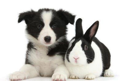 Border Collies Living with Rabbits: Intros & Bonding Recue Dogs with Bunnies