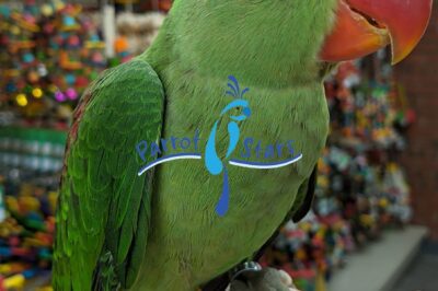 Adopting Alexandrine Parakeet: Rescue Guide, Speech Ability, Lifespan & Cost