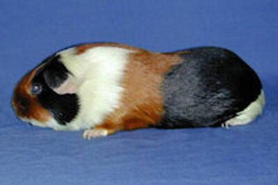 Abyssinian Satin Guinea Pig Adoption Guide: Costs, Rarity, Handling Tips & Breed Comparison