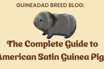 American Satin Guinea Pig Adoption Guide: Costs, Differences & ID Tips