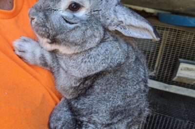 Adopt American Chinchilla Rabbit: Costs, Rarity & Care Guide