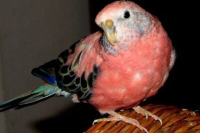 Adopt Bourke’s Parrot: Cost, Personality, Lifespan & Background Guide