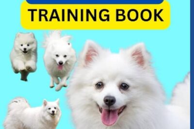 Socialising an American Eskimo Rescue Dog