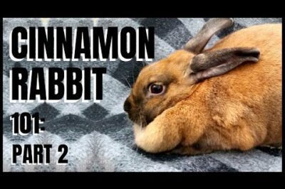 What Do Cinnamon Rabbits Need for Exercise