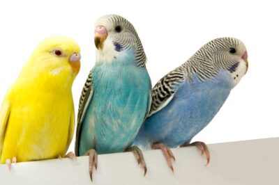 How to Adopt a Canary: Cost, Care, Bonding & Toys