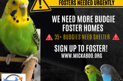 Pros & Cons of Rescue Budgies: Talking Parakeets, Pairing Needs & Why So Cheap