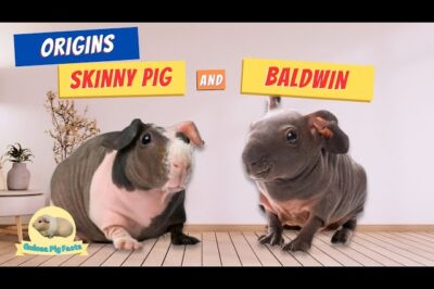 Baldwin Guinea Pig Adoption: Cost, Size, Skinny Pig vs Baldwin Differences