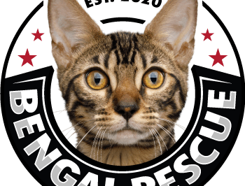 Adopt Bengal Rescue Cat: Cost, Maintenance & House Cat Potential