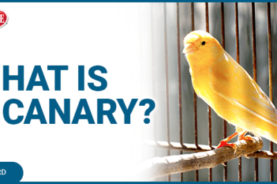 Canary-Winged Parakeet Adoption Guide: Training to Talk & Socialize with Other Birds