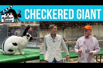 Checkered Giant Rabbit Exercise Tips for First Time Owners