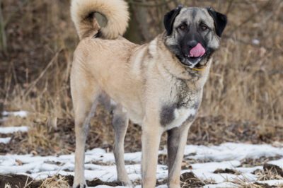 Anatolian Shepherd Adoption: Rescue Groups, Family Friendliness & US Laws