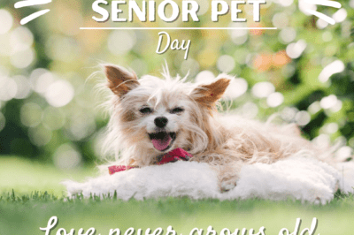 Adopting Senior Pets: Benefits, Success Stories & Care Tips for Older Animals