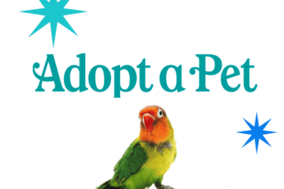 Caique Parrot Adoption: Noise, Talking Ability & Affection