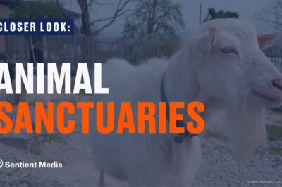 Animal Sanctuaries & Zoos Compared