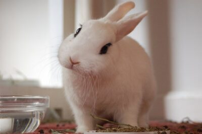 Blanc de Hotot Rabbit: Adoption, Pronunciation, Rarity & Care Guide