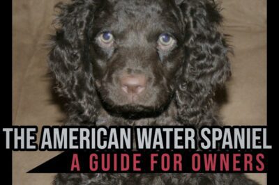 Adopt American Water Spaniel: Cost, Shedding, Exercise & Family Dog Info