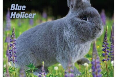 Adopt Blue Holicer Rabbits: Are They Rare, Good Pets & Body Types Explained