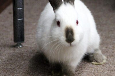 How to Adopt Californian Rabbits: Good Pets, Origins, Types & Maternal Instincts