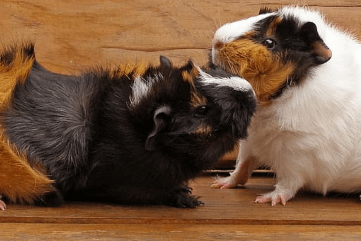 Abyssinian guinea pigs are known for their unique rosette fur pattern and sociable nature.