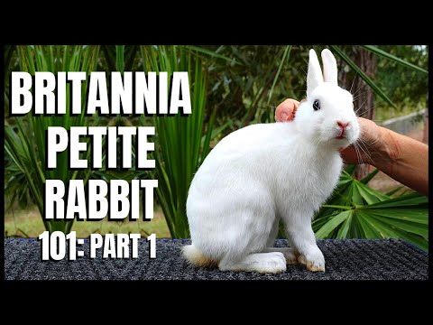 Britannia Petite Rabbit 101 with white rabbit facing camera