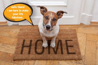 Rescue Pet Home Preparation Guide: Safe, Welcoming & Pet-Proof Checklist