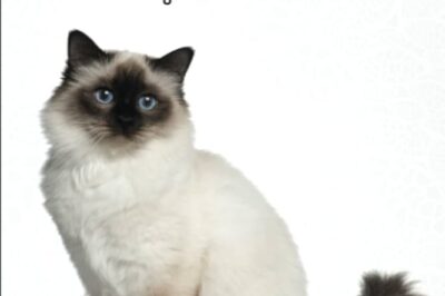 Adopt Birman Rescue Cat: Cost, Rarity, Cuddliness & Ragdoll Comparison