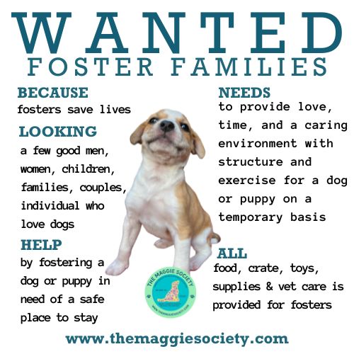 Foster Pets Dos & Don'ts: How to Welcome, What Not To Do & Advantages of Adopting Dogs, Cats, Rabbits & Birds