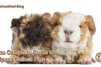 Adopt Alpaca Guinea Pig: Personality, Rarity & Cost Guide