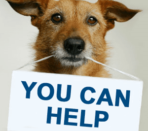 Support Local Pet Rescue: Volunteer, Foster, Donate & Advocacy Tips