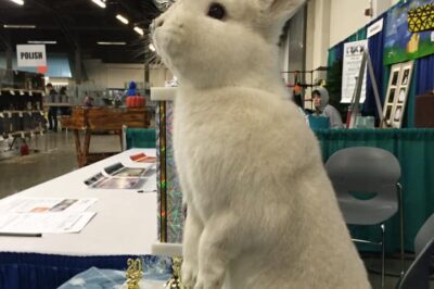 Making Clicker Training Work for Czech Frosty Rabbits