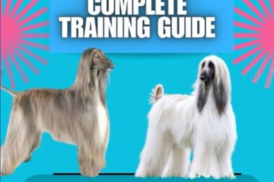 How to Socialize an Afghan Hound Rescue Dog with Humans