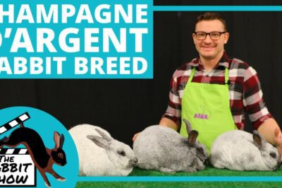 Best Clicker Training Champagne d’Argent Rabbit Tips for First Time Owners