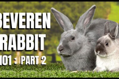 Adopt Beveren Rabbit: Where, How & Weight Guide