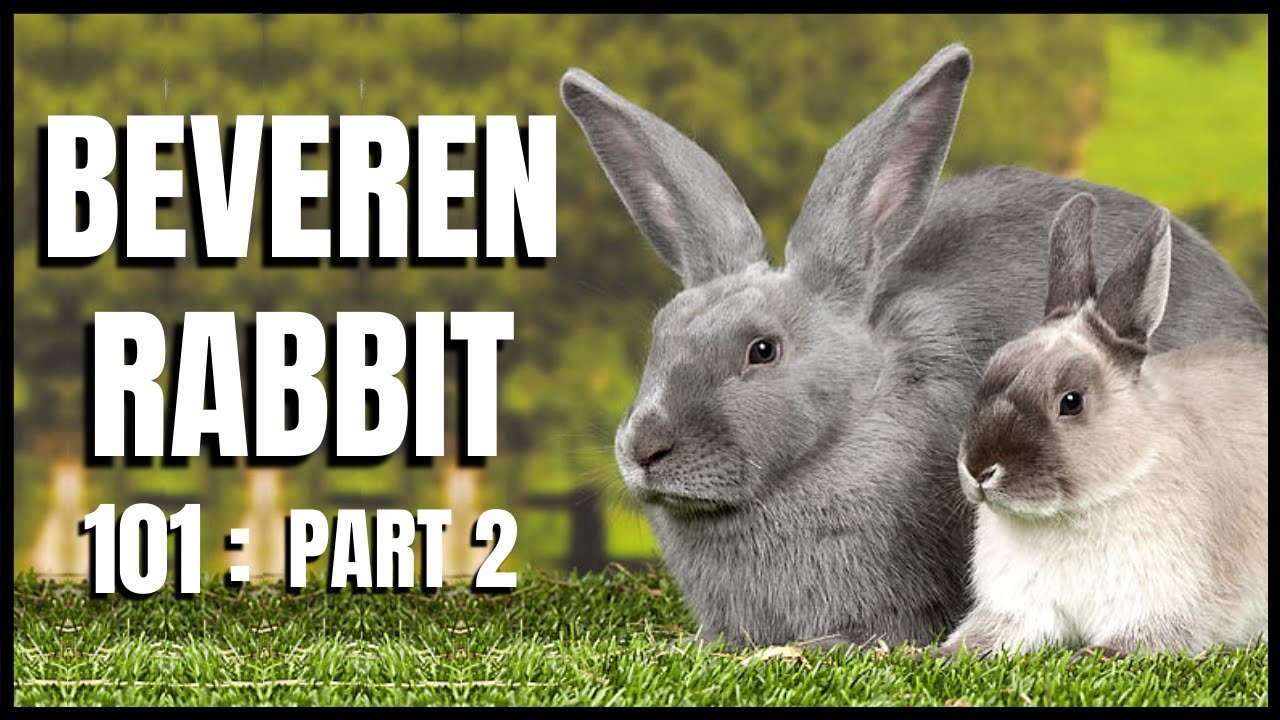 Adopt Beveren Rabbit: Where, How & Weight Guide - Rescues R Super