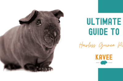 Skinny Guinea Pig Rescue Guide: Care, Lifespan & Cuddly Nature