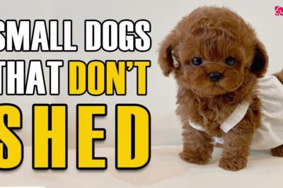 Best Small Dog Breeds That Don’t Shed & Rescue Adoption Tips