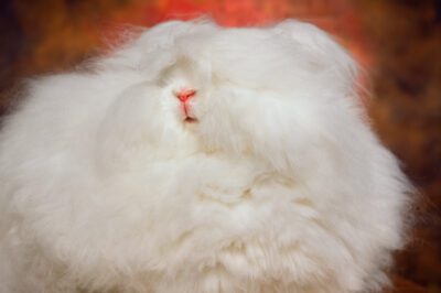 Angora Rabbit Cost, Controversy & Companion Needs: English v French