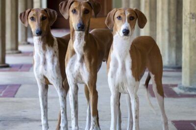 Rescuing Azawakhs: Smart, Barking, Rarity & Temperament