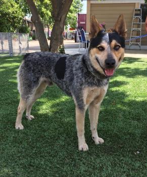 Australian Cattle Dog Adoption Guide: Breed History, Comparison & Family Compatibility