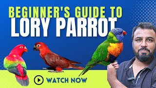 Lorikeet vs Lories: Differences, Costs, Rarity & Talking Ability