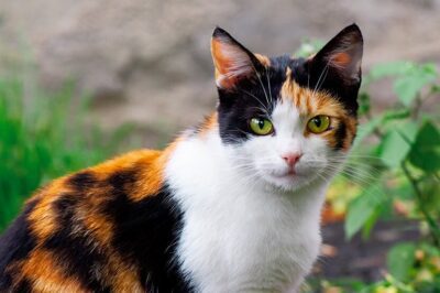 Calico Cats: Adoption Cost, Cuddling, Gender Ratio & Health Issues