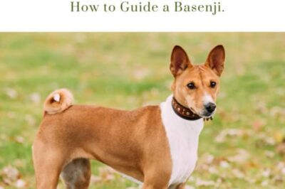 Basenji Dog Rescue & Adoption: Cuddly, Expensive, Non-Barking Traits