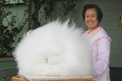 Adopt Giant Angora Rabbit: Origins, Cost, Care, Wool Production & Block, vs German Comparison