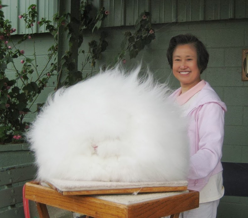 Adopt Giant Angora Rabbit: Origins, Cost, Care, Wool Production & Block ...