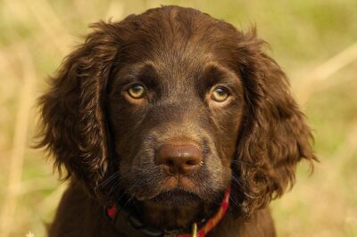 Boykin Spaniel Adoption: Pros, Cons, History, Traits, Flushing & Spaniel Comparison