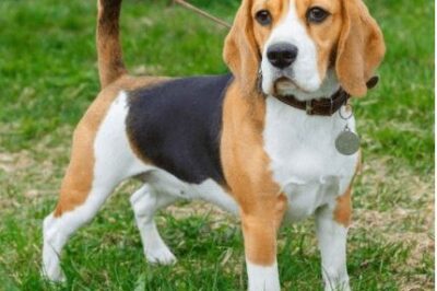 Beagle Dog Breed Rescue & Adoption: Temperament, Health Issues, High Maintenance, House Dog